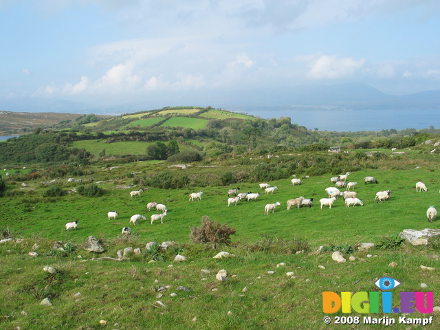 24009 Sheap and sunny hill at Glan Lough